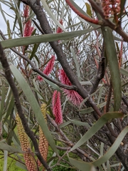 Hakea francisiana