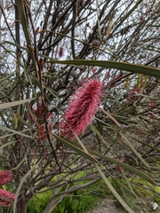 Hakea francisiana
