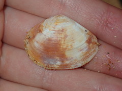 Macomona deltoidalis