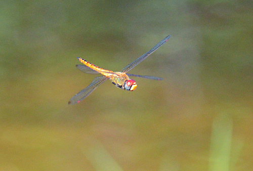 Wandering glider