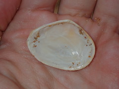 Macomona deltoidalis