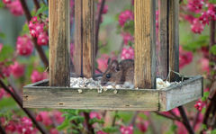 Apodemus flavicollis