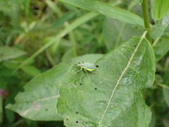 Chlorophanus viridis