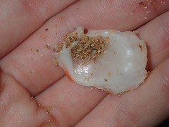 Spondylus tenellus