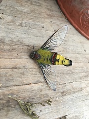 Cephonodes hylas virescens