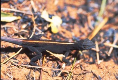 Lined Anole photo 4