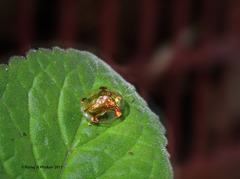 Aspidimorpha sanctaecrucis