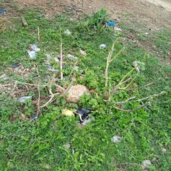 Calotropis procera image