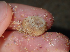 Bostrycapulus pritzkeri