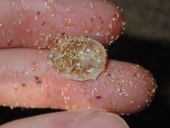 Bostrycapulus pritzkeri