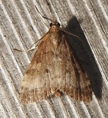 Udea inquinatalis