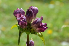 Gentiana pannonica