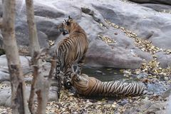 Panthera tigris tigris