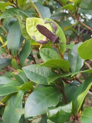 Pseudomictis distinctus