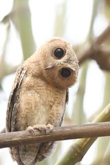 Indian Scops Owl photo 5