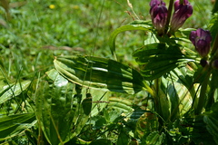 Gentiana pannonica