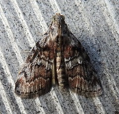 Pococera melanogrammos