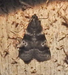 Acrobasis amplexella