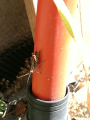 Chorthippus brunneus