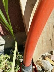 Chorthippus brunneus