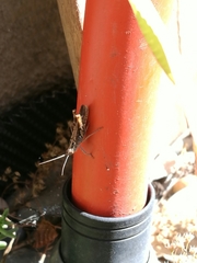 Chorthippus brunneus