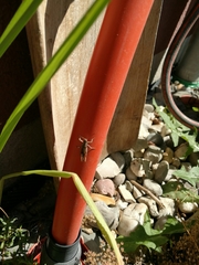 Chorthippus brunneus