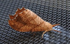 Drepana bilineata