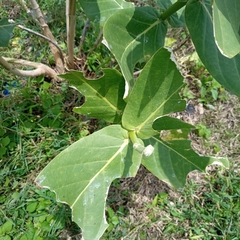 Calotropis procera