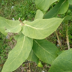 Calotropis procera