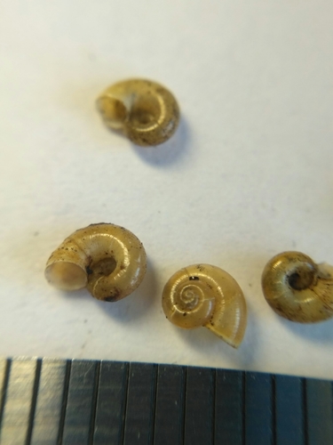 Valvata macrostoma observed 2015-07-12