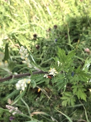 Coccinella septempunctata