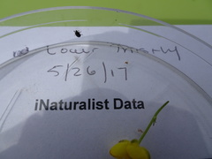 Brassicogethes aeneus