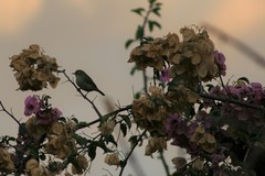 Zosterops abyssinicus