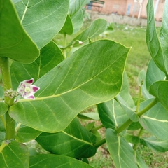 Calotropis procera image