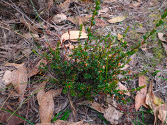 Micrantheum demissum