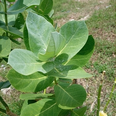 Calotropis procera