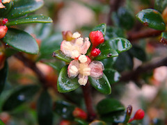 Micrantheum demissum