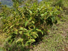 Miconia domociliata