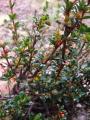 Micrantheum demissum