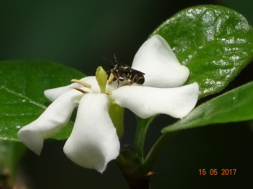 Catunaregam spinosa iNat (1)