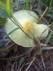 Leucocoprinus birnbaumii image