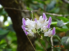 Aerides crispa