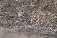 Vulpes vulpes pusilla
