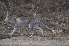 Vulpes vulpes pusilla