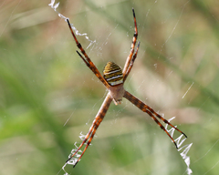 Argiope magnifica