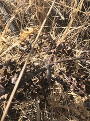 Sceloporus occidentalis