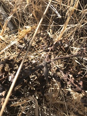 Sceloporus occidentalis
