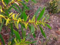 Acacia longifolia longifolia