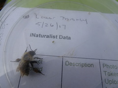 Bombus humilis