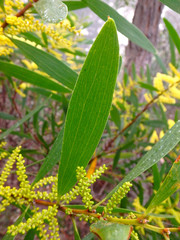 Acacia longifolia longifolia